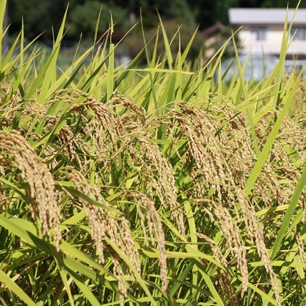 〈第3回〉アコメヤ飯南支所のコメ日誌　～稲刈り～　大切に育てた米の収穫
